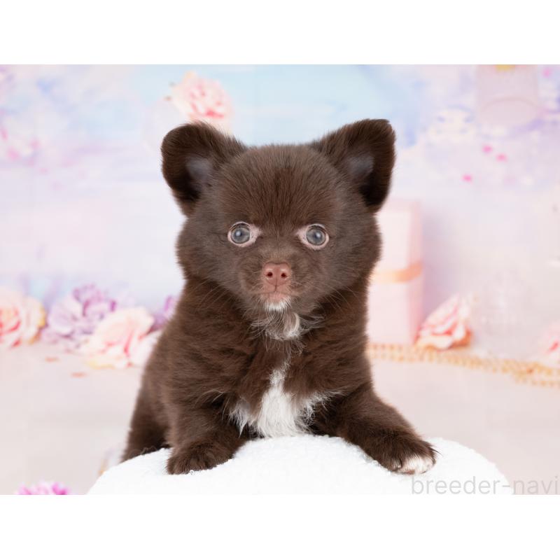 販売中の岐阜県のミックス犬-411564の3枚目